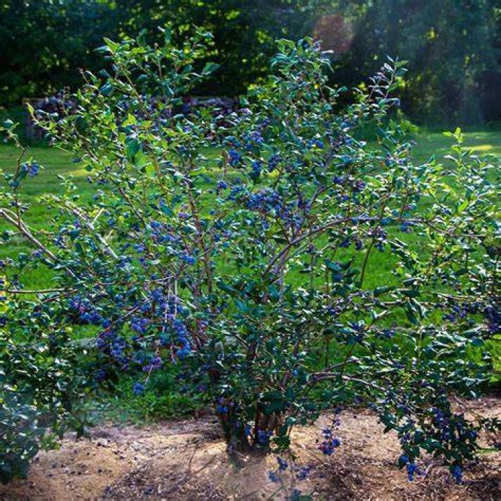 Blueberry Inside Here is a picture of the inside of a blue&hellip; Flickr