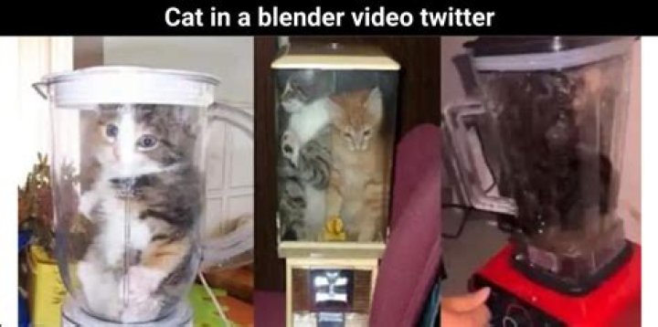 Cat Blender Video Twitter (Watch Full Video Here)