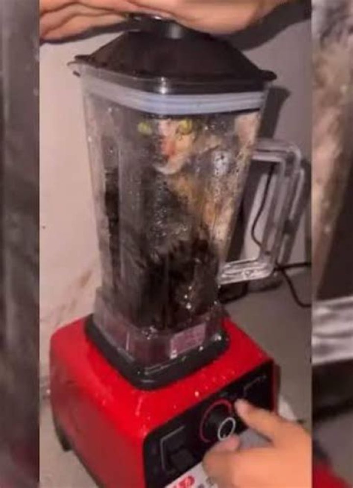 Cat In Blender Video (See The Woman Behind The Video)