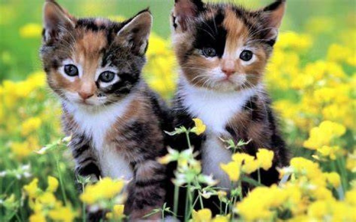 Cute Cats And Kittens Good Morning Quote Pictures, Photos, and Images