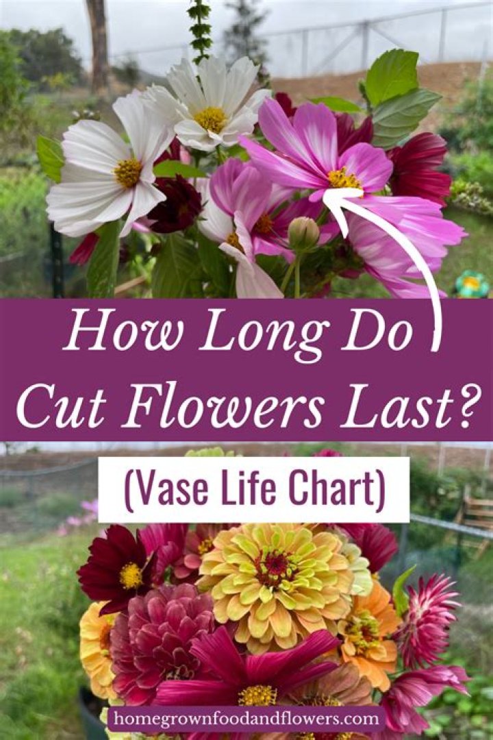 How Long Do Flowers Last Without Water (And How To Make Them Last