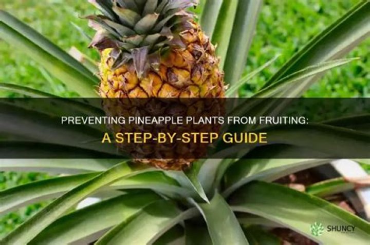 How To Stop Pineapple From Burning Your Tongue