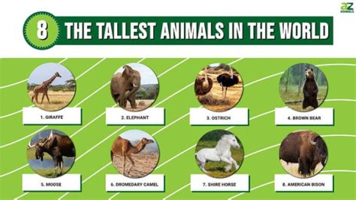 List 6 how tall is channing tatum best, you should know Tài Liệu Điện Tử