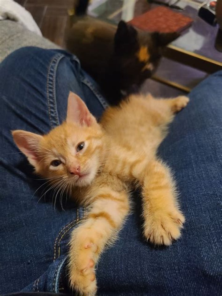 Little Pixie Kitten on Tumblr