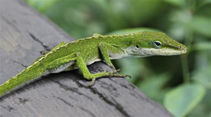 Lizard Wikipedia