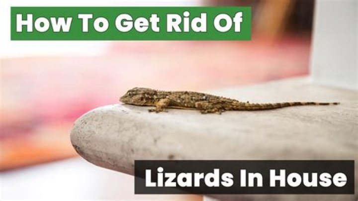 Lizards in my house