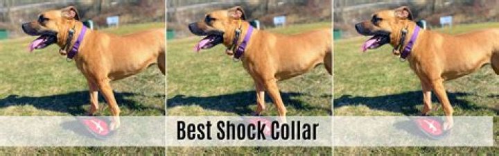 Makeover/Shock Collar (2019)
