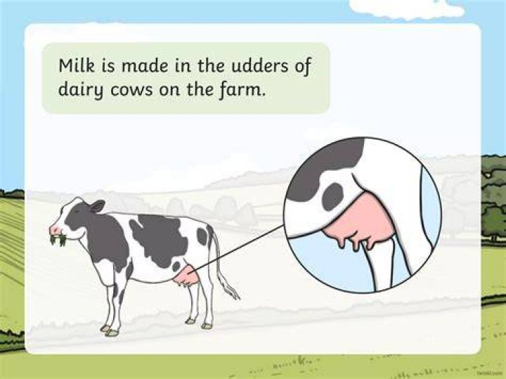 Milk where does it come from?