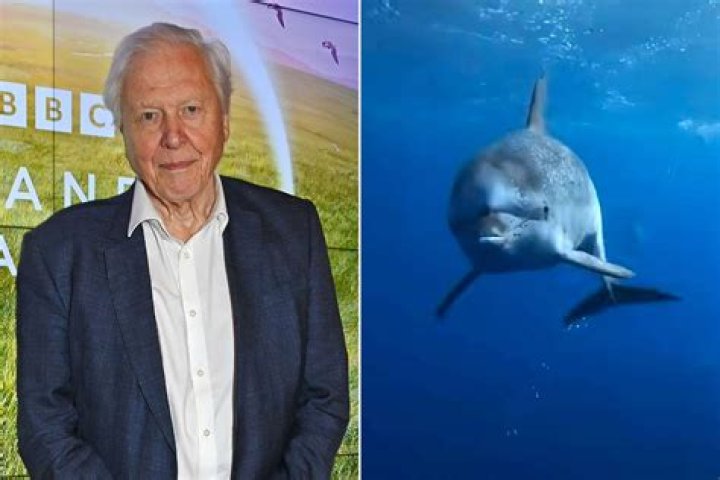 Sir David Attenborough returns to BBC One with natural history series