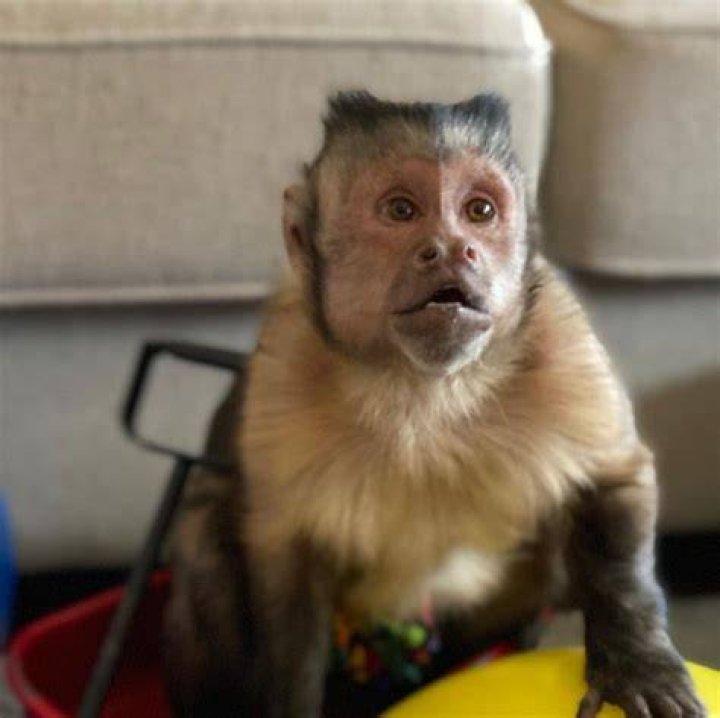 TikTok monkey dead Viral star who stole hearts of his