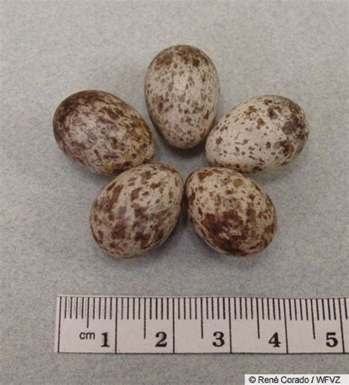Tree Sparrow Eggs