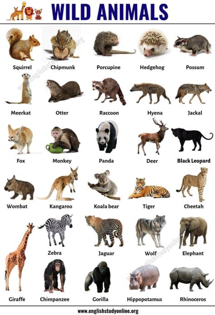 What Do Wild Animals Do During the Fall? They Look for a Place to Call