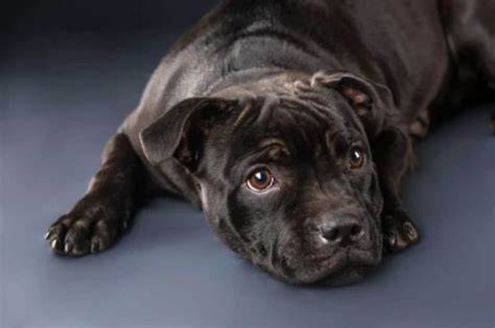What Problems Do Staffies Have? 7 Health Issues To Know Pibbles