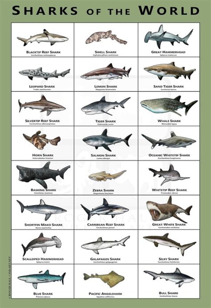 Which Sharks From 'Shark Tank' Are Married? (PHOTOS)