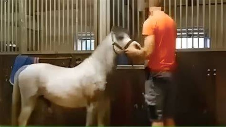 Who is Michael Hanley? Man in orange horse video scandal intensifies as