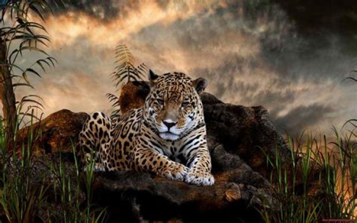 Wild Animal Desktop Wallpapers Top Free Wild Animal Desktop